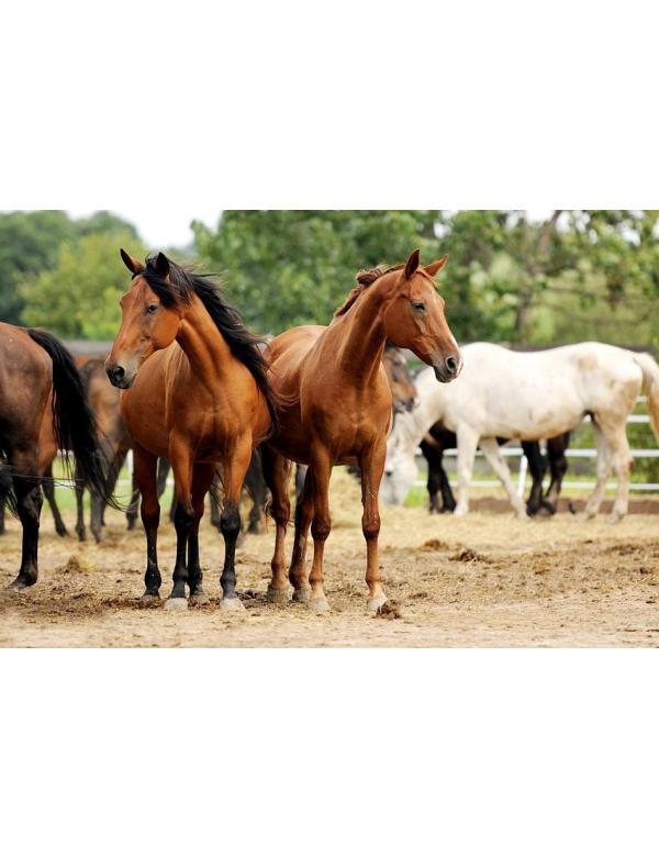 Horses at Centaurus Foundation sanctuary