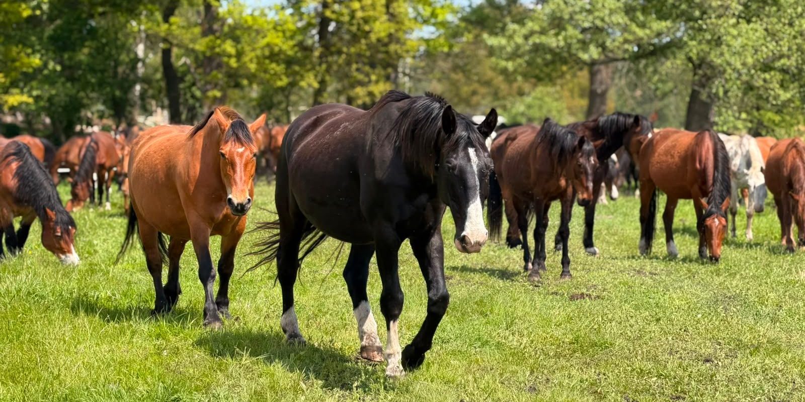Help feed nearly 1,500 rescued horses by centaurus