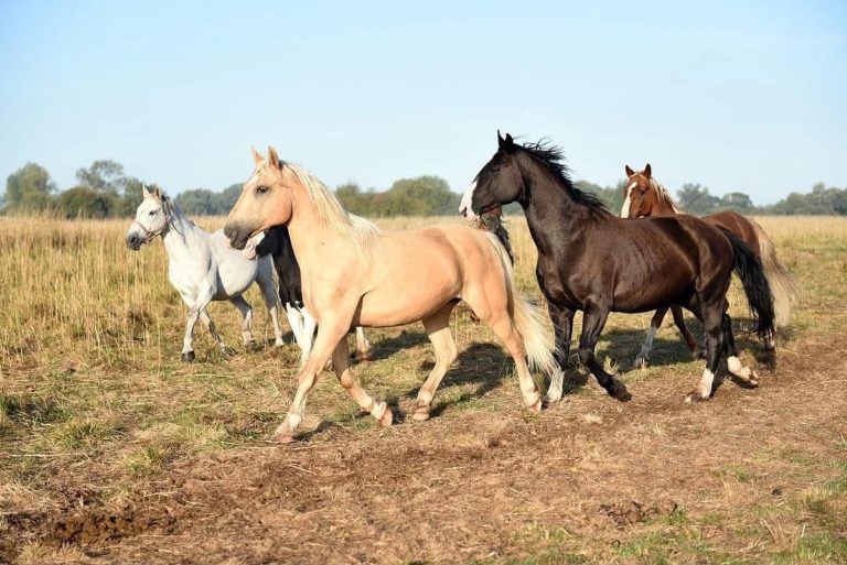 Help feed nearly 1,500 rescued horses by centaurus Help feed nearly 1,500 rescued horses by centaurus