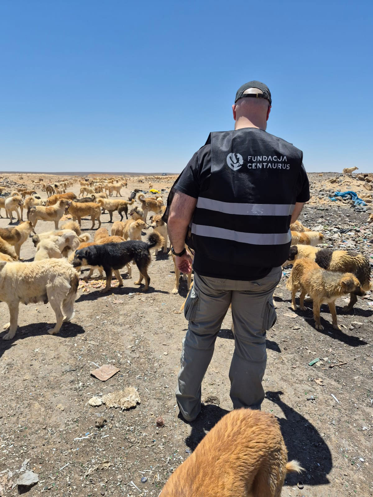 Jordan-Dogs-of-the-desert1