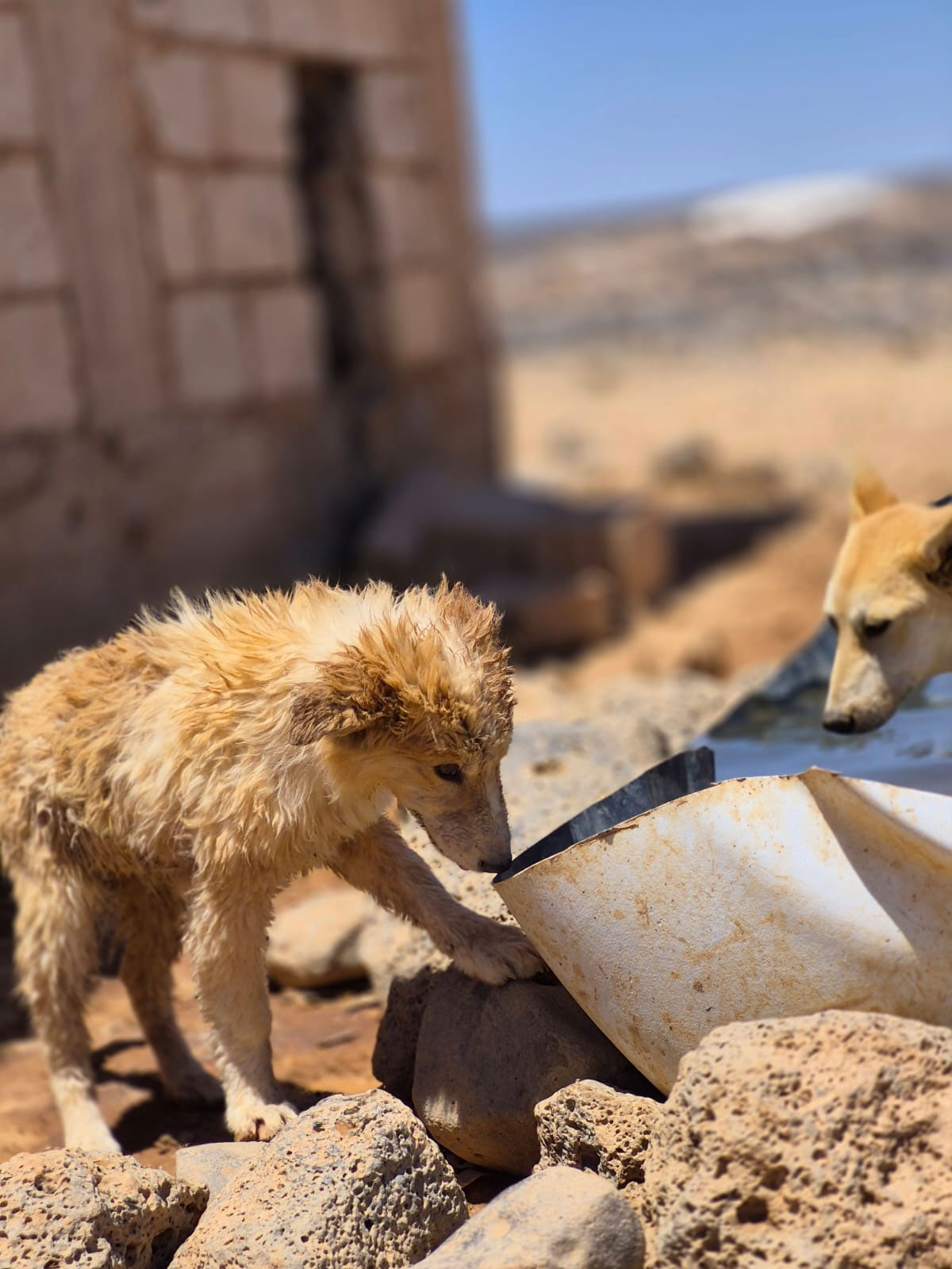 Jordan-Dogs-of-the-desert10