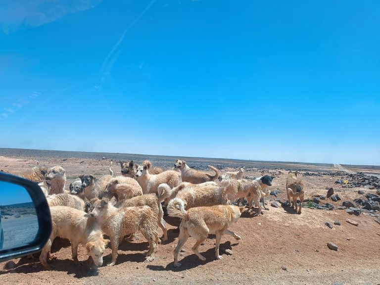 Jordan-Dogs-of-the-desert13