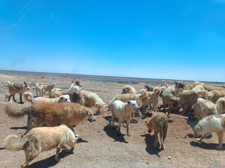 ️I CANI DEL DESERTO. GIORDANIA.