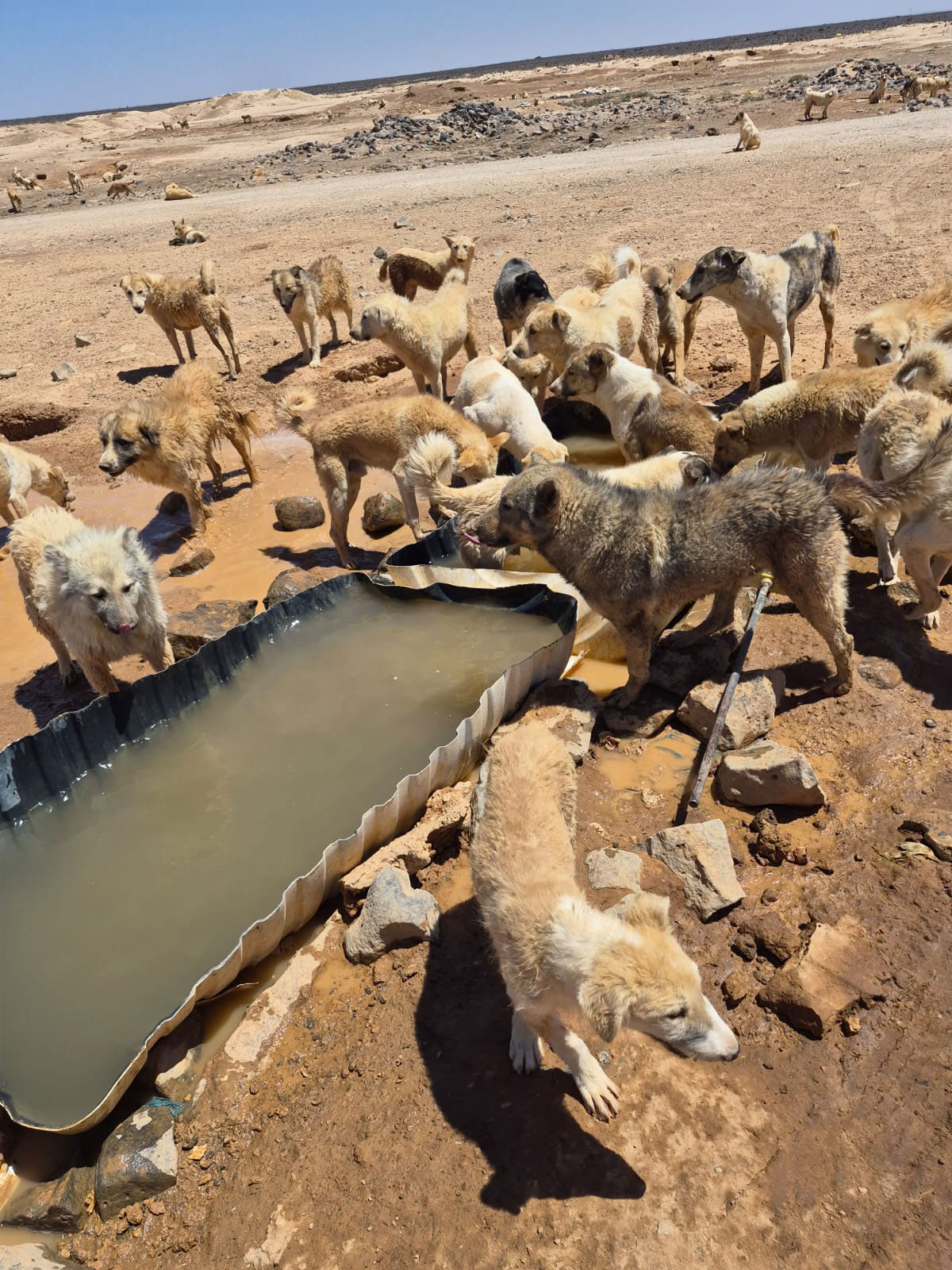 Jordan-Dogs-of-the-desert3