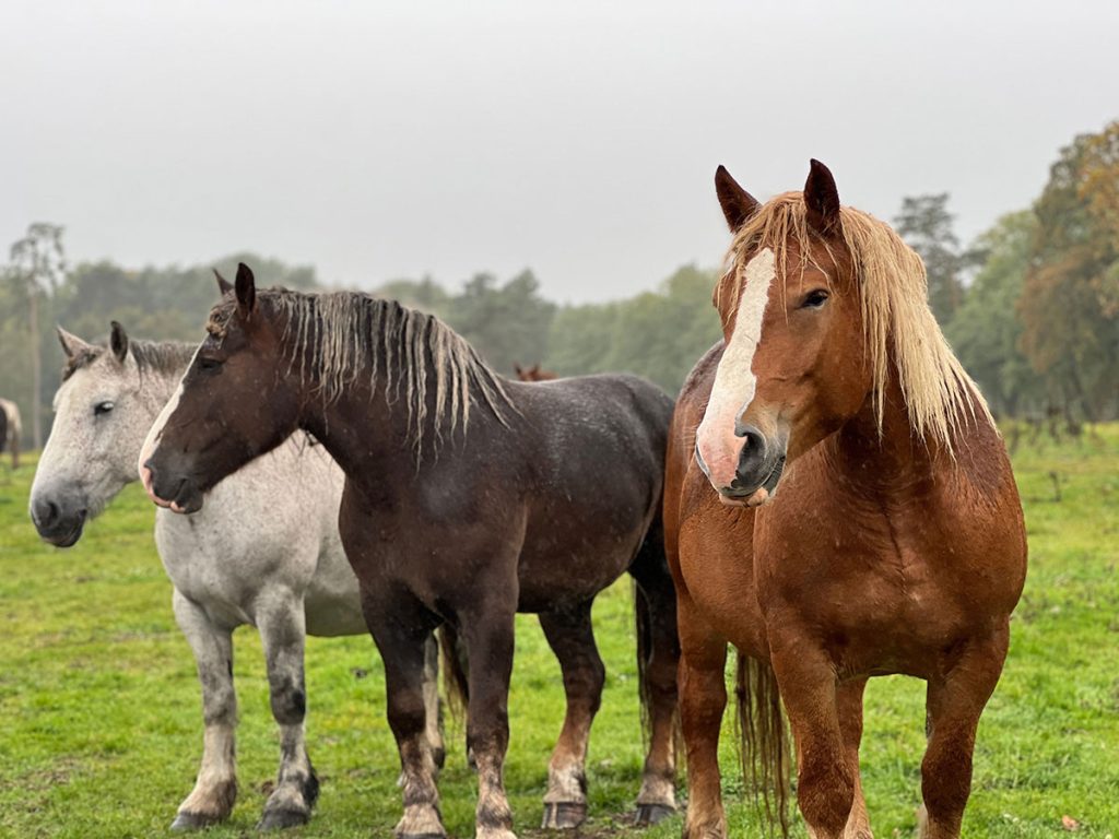 VUOI SOSTENERE IL BENESSERE DEGLI ANIMALI? STIAMO CREANDO UNA RETE DI NEGOZI DI BENEFICENZA CENTAURUS