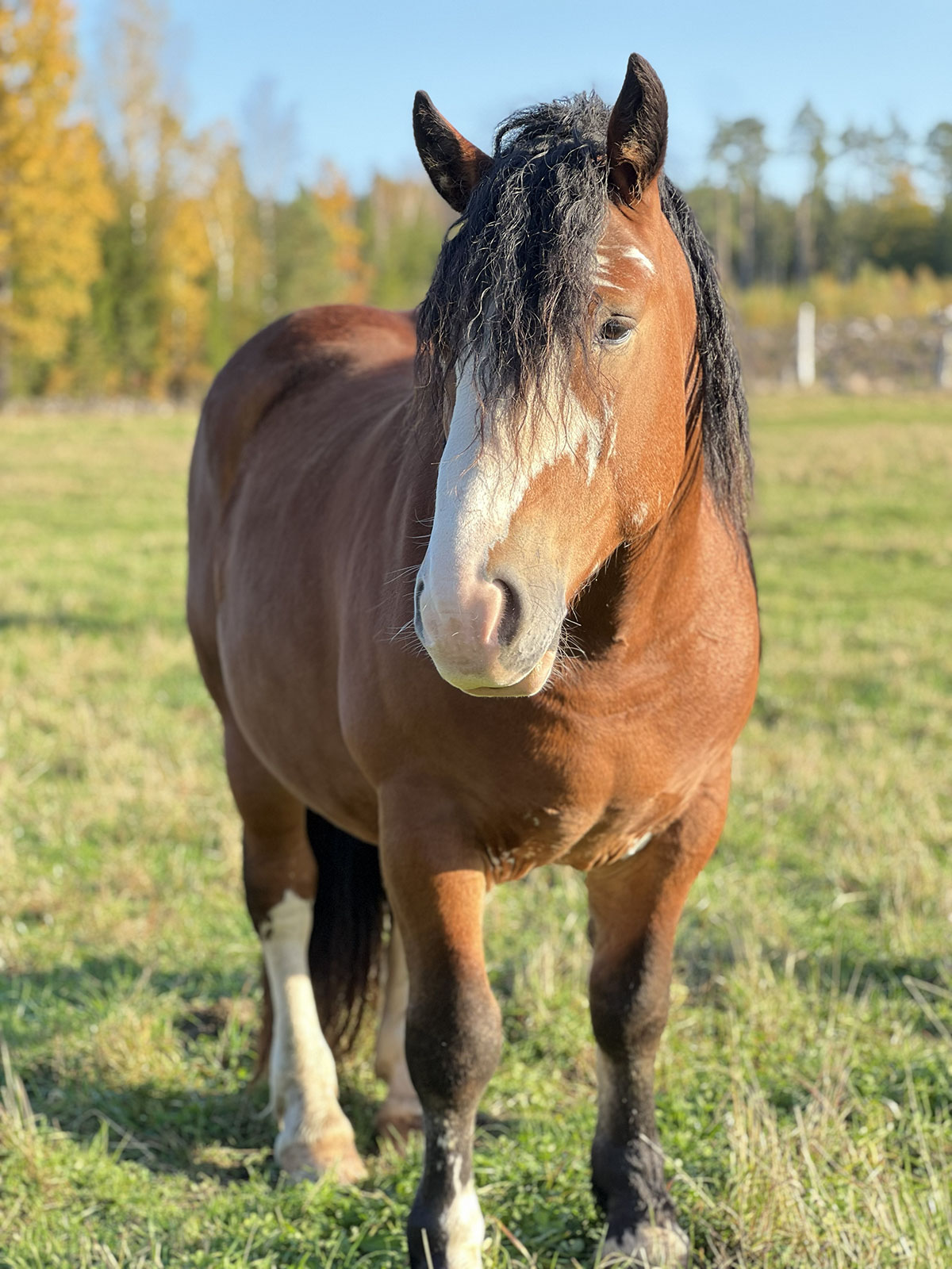 adopt-1