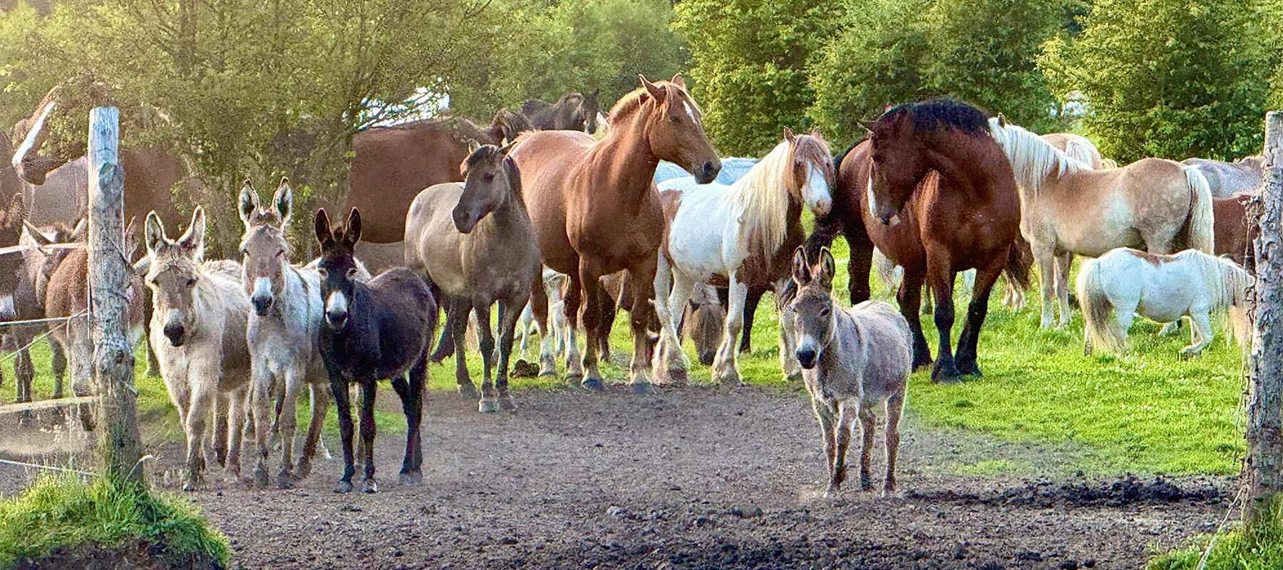 World-Animal-Day-100